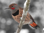 Northern Flicker Intergrade